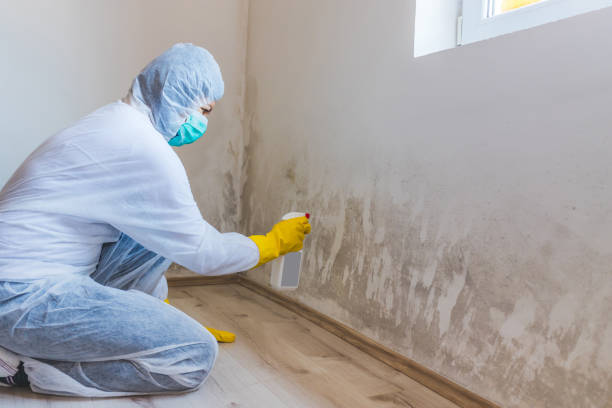 Licensed Mold Removal service in Harrington Park, NJ - WQB Mold Removal