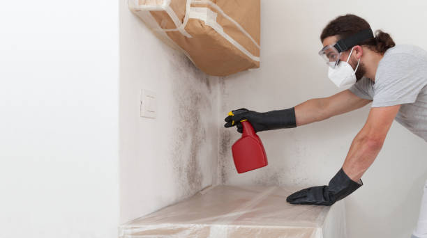 Professional Mold Removal technician working in Harrington Park, NJ