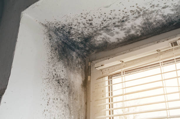 Affordable Mold Removal solutions in Harrington Park, NJ